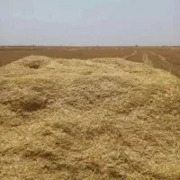 کاه گندم دیمه خرمن کوب نرم نرم