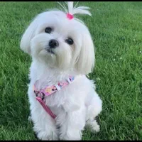 توله های مالتیزعروسکی فنجونی