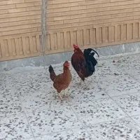 با سلام مرغ و خروس عربی
