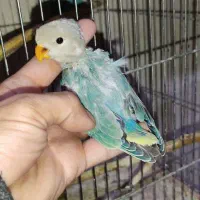 جوجه کتوله رنگ خاص