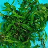 گیاه اکواریوم