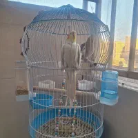 عروس هلندی نروماده|پرنده|پاکدشت, پاکدشت (مامازند)|دیوار