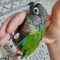 گریچیک دستی سه ماهه، عروس جفت مولد