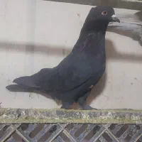 فروش کبوتر|پرنده|نقده, |دیوار