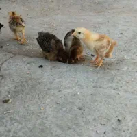 جوجه بومی اصلاح نژاد شده