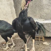 خروس لاری|حیوانات مزرعه|نسیم‌شهر, |دیوار