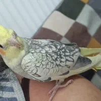 عروس هلندی چهار ماهه مناسب دستی کردن