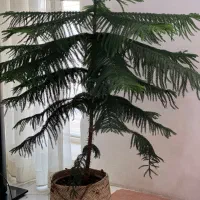 کاج مطبق سالم و سرحال