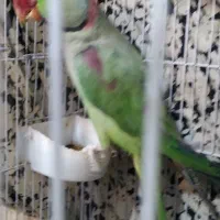 فروش یک عدد شاه طوطی نر