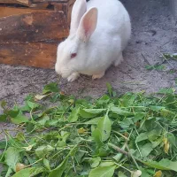 خرگوش|موش و خرگوش|ایذه, |دیوار