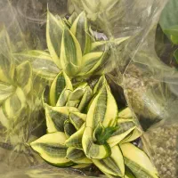 گل و گیاه آپارتمانی سانسوریا هانی