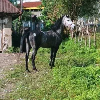 فروش اسب نریان کرد|اسب و تجهیزات اسبسواری|سیاهکل, |دیوار