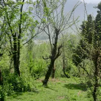 فروش زمین ۶۰۰متری با جواز ساخت+جنگلی+اطاقور