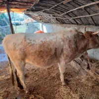 ابستان 6ماه  تالش خلیفه کری