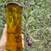 زیتون رو مستقیم از کشاورز بخر|خوردنی و آشامیدنی|اهواز, بهارستان|دیوار