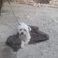 سگ پاکوتا|سگ|ایذه, |دیوار