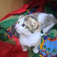 حیوان خانگی