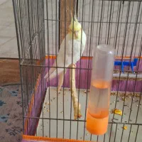 عروس هلندی سخنگو نر ۱ ساله و دستی  قیمت ۲ میلیون