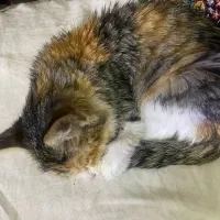 واگذاری بچه گربه|گربه|کرمان, |دیوار