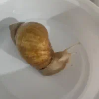 حلزون خانگی