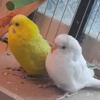 دو جفت مرغ عشق