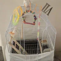 عروس هلندی البینو