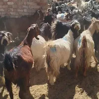 بز وکهره داشتی