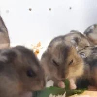 همستر کمپل|موش و خرگوش|رشت, نخودچر|دیوار