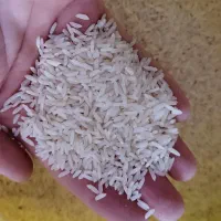 طارم هاشمی فریدونکنار - دابودشت