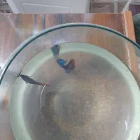 ماهی فایتر نر و ماده|ماهی|شیراز, فاضل|دیوار