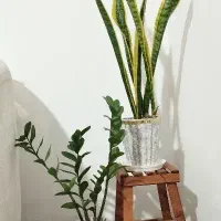 گل زامفولیا و سانسوریا لب طلایی ابلق