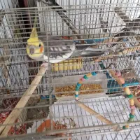 طوطی عروس|پرنده|صومعهسرا, |دیوار