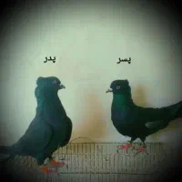 کبوتر فروشی|پرنده|تکاب, |دیوار