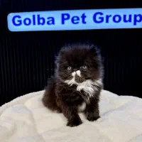 پررشن سوپرفلت بلک