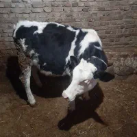 هریس‌روستایی