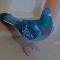 کبوتر پلاکی