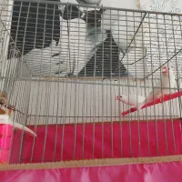 فنچ نرگسی|پرنده|شیروان (خراسان), |دیوار