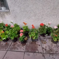 گل شمعدانی همه رنگ گلخانه