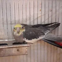 کوتوله و عروس هلندی|پرنده|قم, لسانی|دیوار