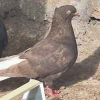 قهوه دم سفید|پرنده|میان جلگه, |دیوار