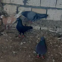 کفتر|پرنده|میناب, |دیوار