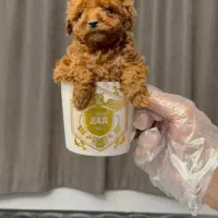 پودل سایز0تاینی توی رنگ بندی با ق باورنکردنی