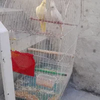 طوطی عروس|پرنده|اردبیل, |دیوار