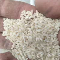 برنج چمپای هلیساد