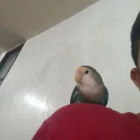 طوطی کوتوله یا برزیلی|پرنده|اهواز, زرگان|دیوار