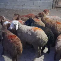 گوسفند کاور ماده|حیوانات مزرعه|سنقر, |دیوار