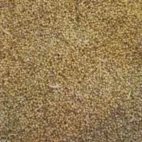 گشنیز توپی ولپه