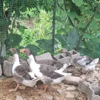 فروش غاز محلی 3 ماهه