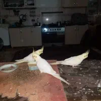 دو جفت عروس هلندی زیبا|پرنده|زهک, |دیوار