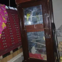 مرغ عشق فنج گلدین عروس بالغ